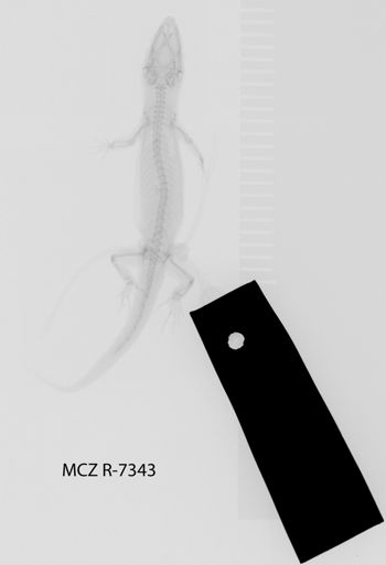 Media type: image;   Herpetology R-7343
